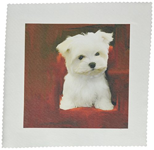 3dRose LLC Maltese Puppy 10 by 10-Inch Quilt, Square