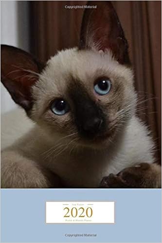 chocolate point kitten