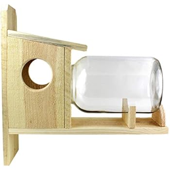 Amazon Com Backyard Boys Woodworking Bbw8 Squirrel Under Glass