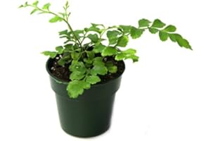 JOSH'S FROGS Asplenium Hybrid 'Austral Gem Fern"