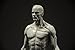 Male Anatomy Figure: 11-inch Anatomical Reference for Artists (Grey) from 3dtotal