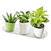 Idyllize Oval 5 Pieces of 14 by 4 5/8 Inches Clear Plastic Heavy Duty Plant Saucer Drip Trays for pots, Window Sills and Window Shelf (14” x 4.6”)thumb 4