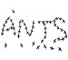 Newprous Ant to