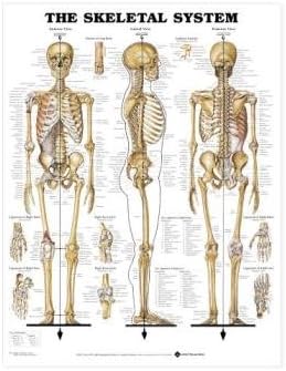 Anatomy Chart Set of 5 Laminated Special Offer