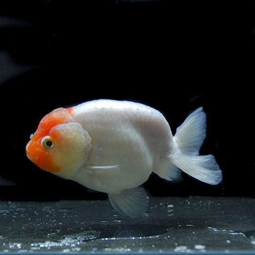 激安本物高評価 金魚王子 一点物桜錦 13センチ前後 個体番号 Asd781 金魚きんぎょ生体らんちゅう厳選個体爆安品質は非常に良い 激安本物高評価 金魚王子 一点物桜錦 13センチ前後 個体番号 Asd781 金魚きんぎょ生体らんちゅう厳選個体爆安品質は非常に良い