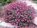 (1 Gallon)'Pocomoke' Dwarf Crape Myrtle, Purple-Pink Flowers Unique Dwarf Shrub, Also Cold Hardy Crape Myrtle