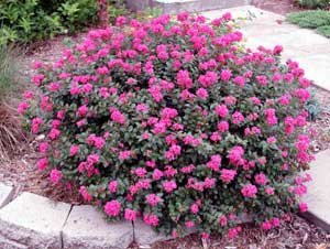 (1 Gallon)'Pocomoke' Dwarf Crape Myrtle, Purple-Pink Flowers Unique Dwarf Shrub, Also Cold Hardy Crape Myrtle (1 Gallon)'Pocomoke' Dwarf Crape Myrtle, Purple-Pink Flowers Unique Dwarf Shrub, Also Cold Hardy Crape Myrtle