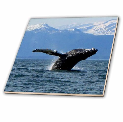 3dRose ct_21601_2 Humpback Whale Acrobatics in The Lynn Canal in Southeastern A…