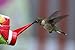 EZNectar Disposable Hummingbird Feeders with Nectar, 4 Pack 44 Fl Oz Total