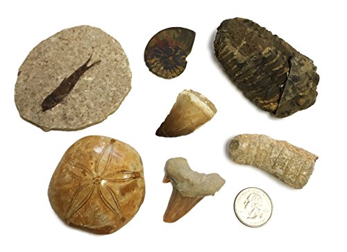 7 Piece Fossil Collection - Fish Fossil, Ammonite, Shark Tooth, Trilobite, Mosasaurus Tooth, Sand Dollar, and Orthoceras