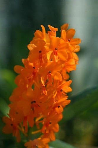 Ascocentrum garayi -Mini Vanda Orchid! Magnificient! Collectors Item! Easy! Orchid Plant