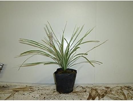 Amazon 苗 苗木 シルバードラゴン 10 5cmポット 白斑 フイリヤブラン 苗木 植木 苗 庭木 生け垣 1本 1 草