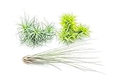 3 Extra Large Live Air Plants - Assorted Species of Live Tillandsia House Plants for Sale - Wholesale Indoor Terrarium Air Plants