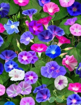 Navya germination Morning Glory Beautiful Flower Seeds In Different Colors F1 Hybrid Special Pack For Your Home Plant and Gardening This Seeds Prepared Like Organic.