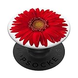 Cute Red Daisy Flower On White So Pretty Red Flower