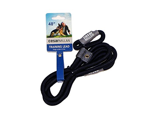 cesar leash training
