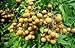 10 Longan Seeds, Fruit Seeds
