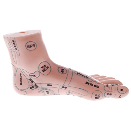 image for Fityle Pair of Human Feet Acupoint Model for Reflexology & Acupuncture