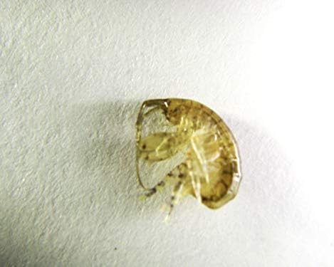 live saltwater fish food