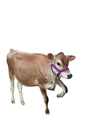 Cattle Halter Newborn Calf Yearling Cow Bull