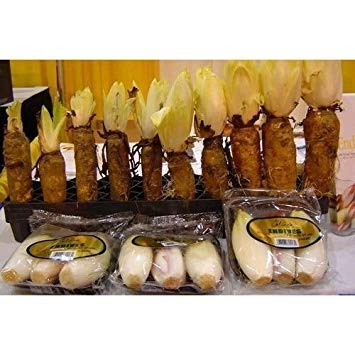 Fash Lady CHICORY 100 SEEDS FRENCH ENDIVE WITLOOF GOURMET SALADSCOFFEE FLAVORING