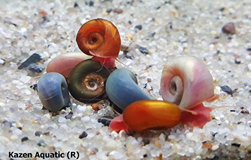 Kazen Aquatic Mix Colors ramshorn Snails. (Baby to juvinile Size 1/8″+)