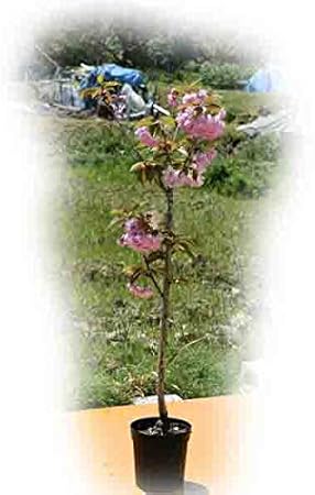 Amazon 旭山桜苗 旭山桜 桜苗木 八重桜庭木 植木