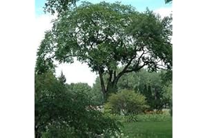 American Elm Tree Seeds (Ulmus Americana) 120+Seeds: Only Seeds