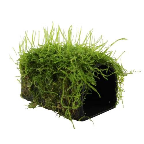 Java Moss Live Tropical Aquarium Moss Carpet Plant in 80cc Cup Amazon