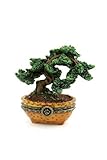 Boyds Treasure Boxes Mrs. Wang's Bonsai Tree #392170 2E Retired