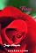 Livro Rosa