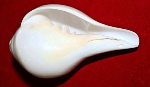 Vastu4Life Blowing Conch Shell / Shankh Plain White
