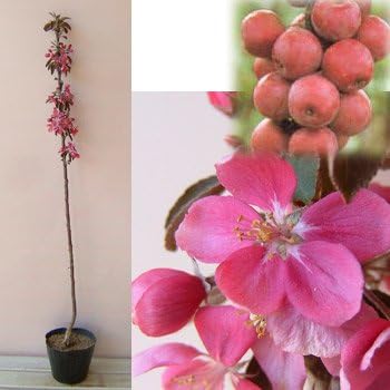 Amazon バレリーナツリー マルス メイポール4 5号ポット クラブアップル Tuddrom 家電 カメラ