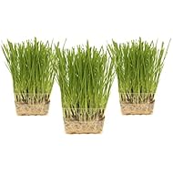 Cat Grass Growing Kit - 3 Pack Organic Seed, Soil and BPA Free containers (Non GMO). All of Our Seed is Locally sourced for pet and pet Lovers.