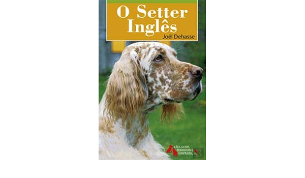 Setter ingles portugal
