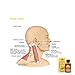 HEWADY New Magic Plant Lymphatic Drainage Ginger Essential Oil [ 100% Pure Natural ] 30ml
