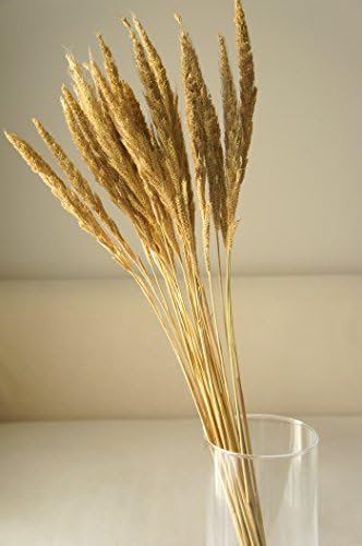 Exotic Elegance Set of 2 Natural Yellow Wild Cockcomb Grass Bundle.