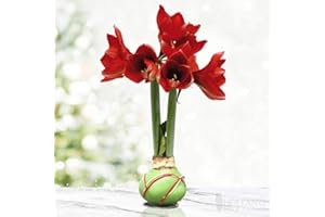 HOLLAND BULB FARMS Green Picasso Base Waxed Amaryllis Flower Bulb with Stand, No Water Needed