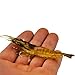 KENGEL 10pcs Shrimp Worm Bait Soft Lure 3.55IN 6g Ultra Realistic Soft Bait Shrimp Lure