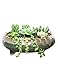 Dahlia 8.3'' Inch Large Shallow Drip Glazed Ceramic Planter/Succulent Pot/Plant Pot, Green