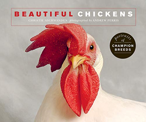 Beautiful Chickens:Portraits of champion breeds (Beautiful Animals) by Christie Aschwanden