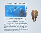Mosasaur Tooth Fossil w/ COA (M) 1-1 1/2 Inch Dinosaur Age Teeth 4o