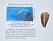Mosasaur Tooth Fossil w/ COA (M) 1-1 1/2 Inch Dinosaur Age Teeth 4o