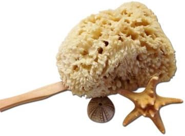 NATURAL PREMIUM WOOL SEA SPONGE ON A STICK - BACK SCRUBBER 5to 6 sponge by Mother Ocean Naturals