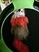 Gizmo Pet Product's Cat Mice Toy for Kittens Catch The Mouse Motion Cat Toy Sold Pet Products Most Interactive Toy for Cats Fun to Play with & Amusing to Watch Get It Now, Green, Grau (2.7244E+12)