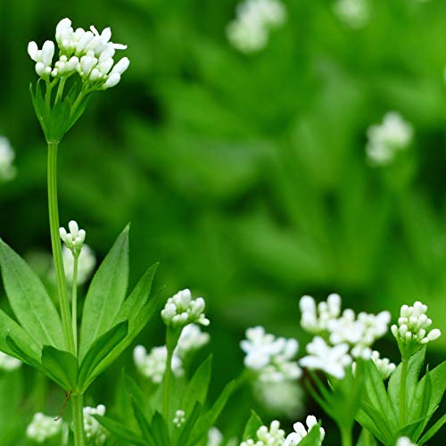 Alpi Nature Labkraut Tee 250g, Labkraut getrocknet und geschnitten, Labkrauttee, Kräutertee – Bild 6