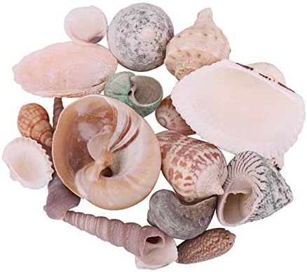FUdeza 1 Set Mediterranean style DIY Fashion Beach Mixed Seashells Mix Sea Shells Natural Crafts for Aquarium Fish Tank Decor in fine style(None 300G mixed shell)