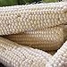 Seed Needs Package of 180 Seeds, Silver Queen Sweet Corn (Zea mays) Non-GMO Seeds primary