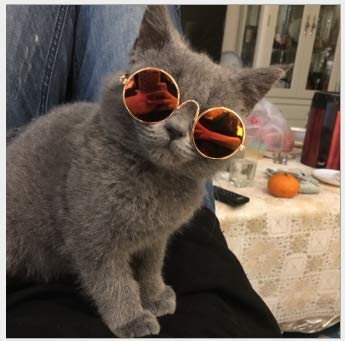 gato con gafas de sol