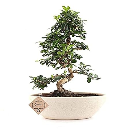 Bonsai Live Plants Abana Homes Carmona Flowering Bonsai Tree | Eco-Friendly Gifts | Air Purifying Plant